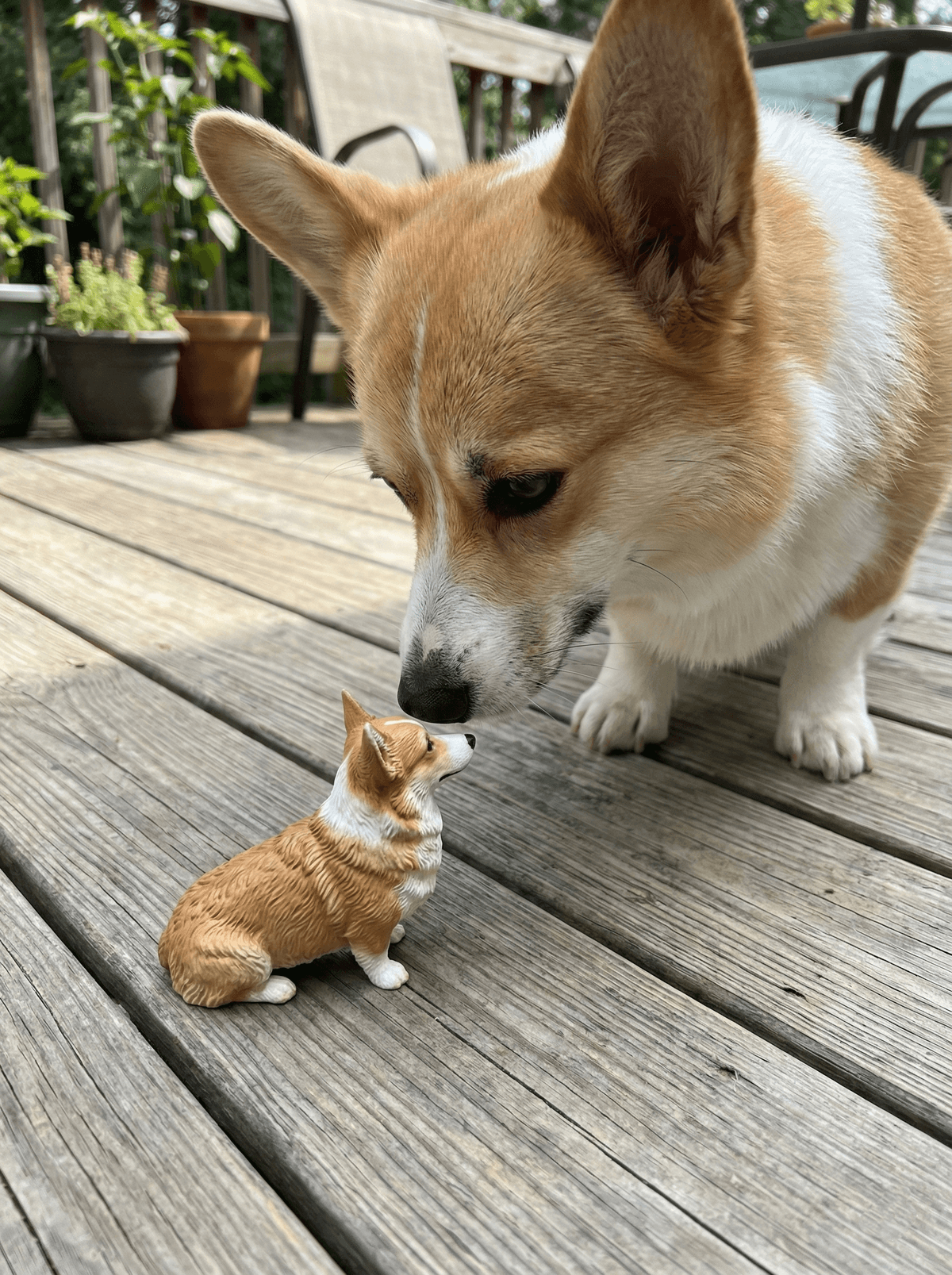 Pet figurine showcase