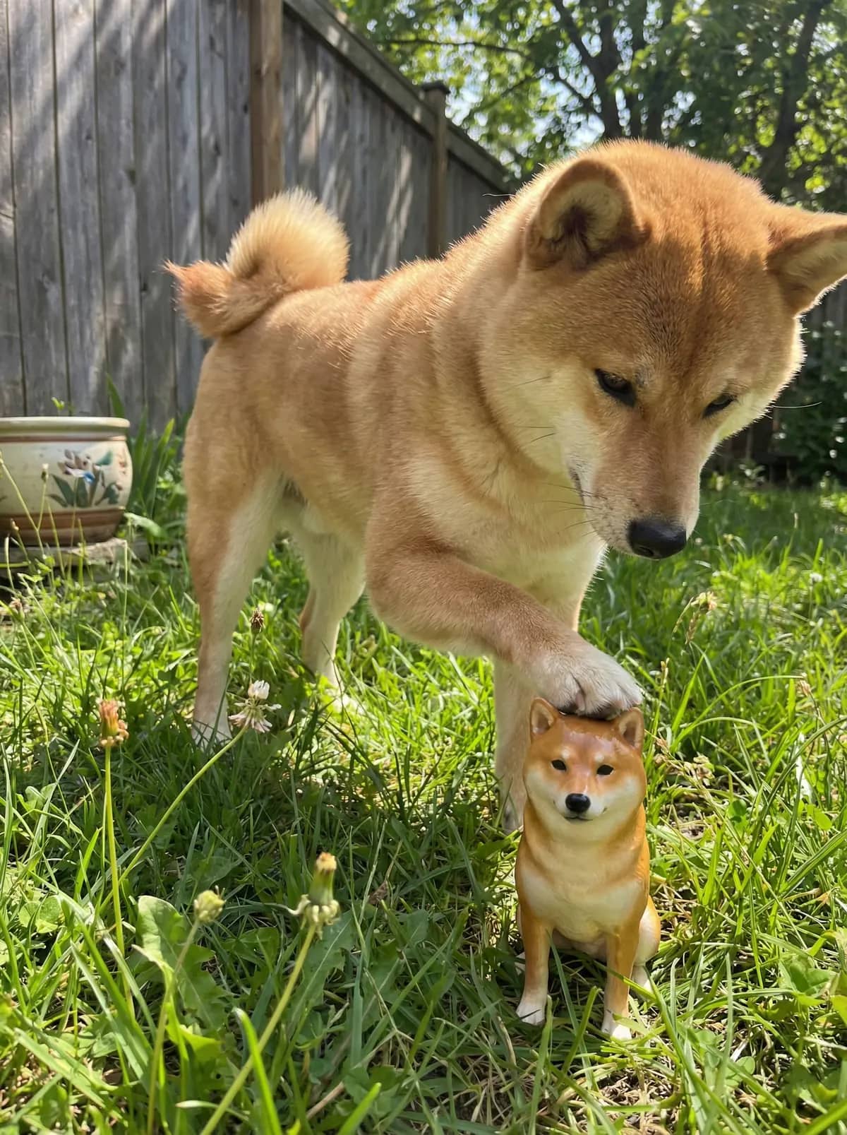 A Shiba Inu rests a paw beside its matching figurine in summer grass