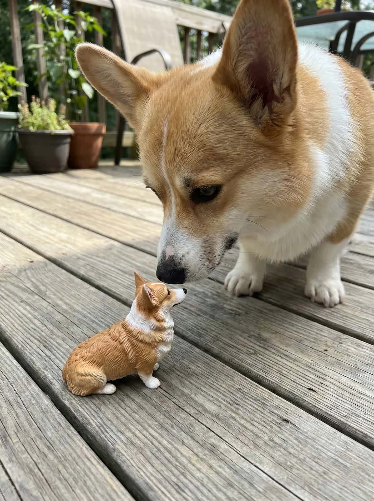 Pet figurine showcase