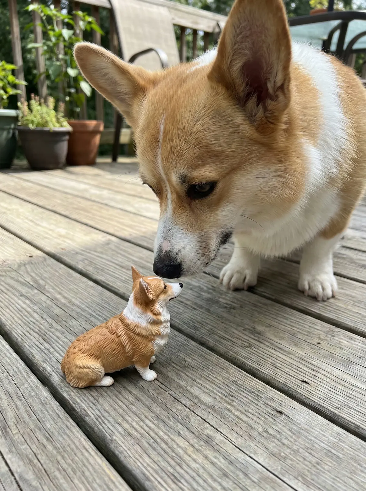 A Pembroke Welsh Corgi leans toward its matching figurine on a wooden deck