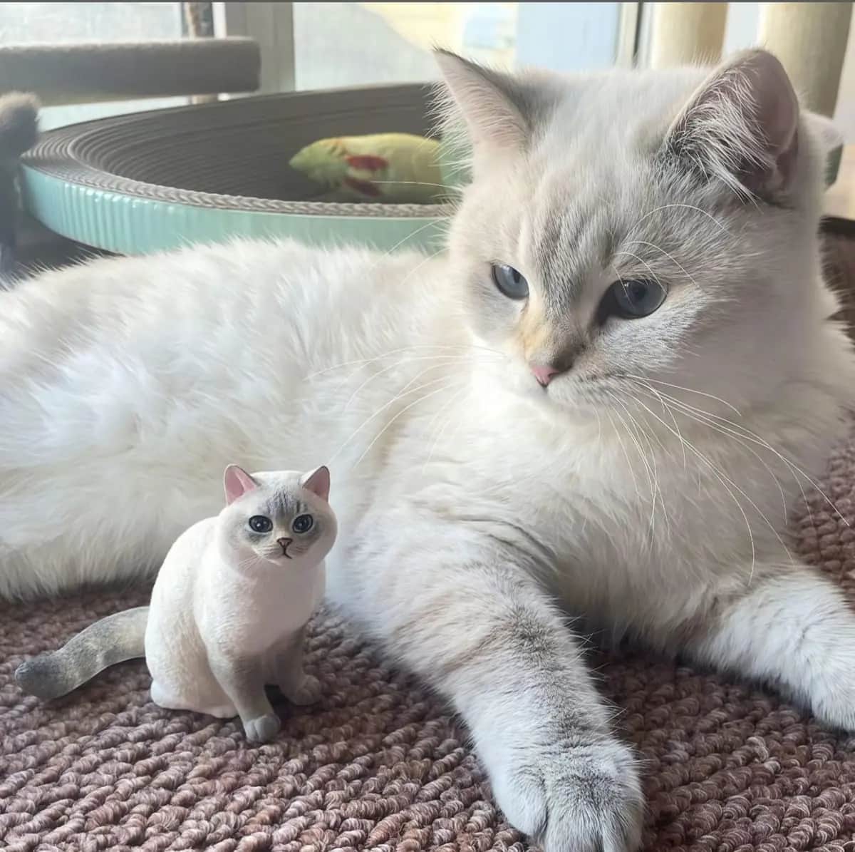 A real cat resting beside its palm-sized custom figurine
