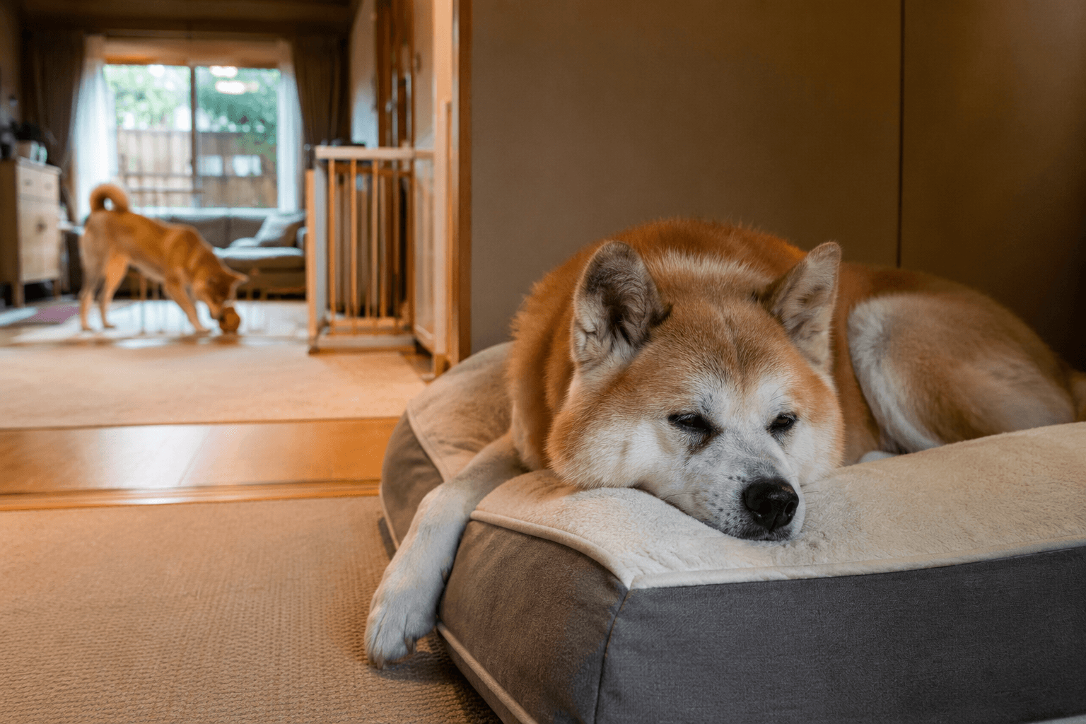 Senior Akita resting on orthopedic bed in quiet zone while younger dog plays at respectful distance in multi-dog household
