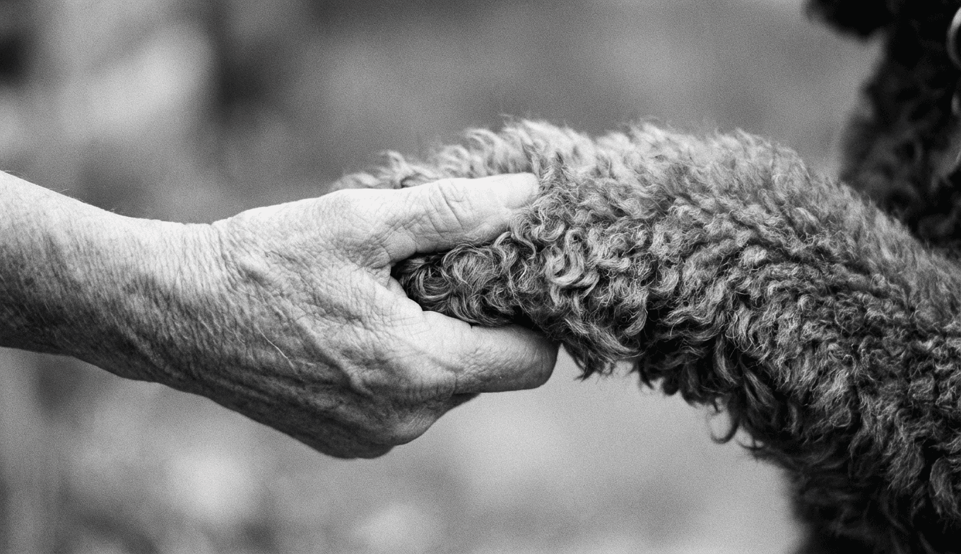 Making the Hardest Choice: Euthanasia Guilt and Your Senior Standard Poodle