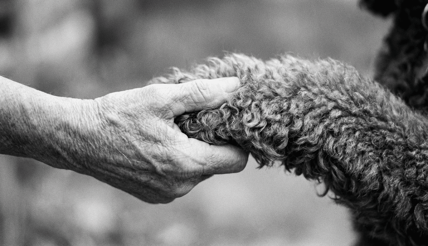 Making the Hardest Choice: Euthanasia Guilt and Your Senior Standard Poodle