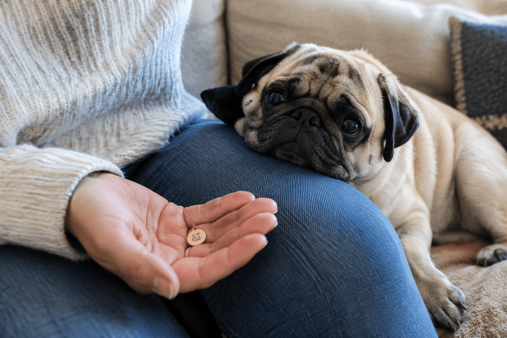 A person holding a small pendant in one palm while a Pug leans against their leg on the sofa