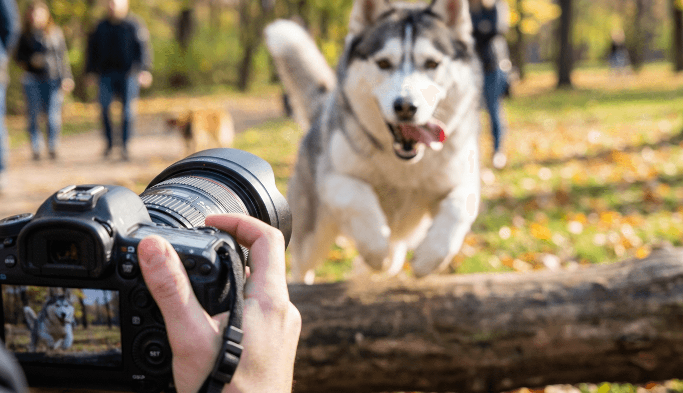 Photographing Your Hyper Husky: Tips for the Perfect 3D Figurine Shot