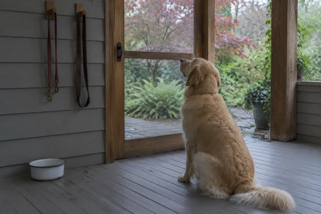 A young Golden Retriever sits on a grey porch floor by a screen door beneath two leather leashes on wooden pegs