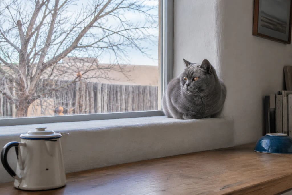 Blue-gray British Shorthair cat sitting in a loaf on a deep plaster kitchen windowsill in soft early morning light