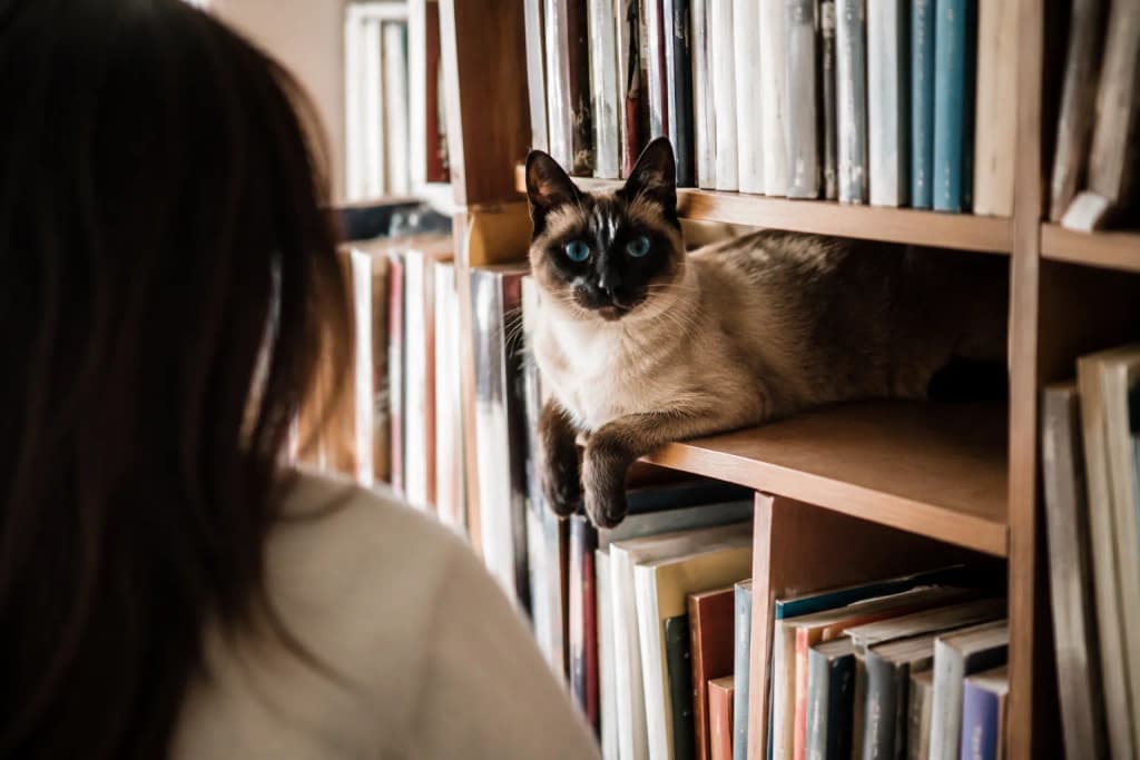 A Siamese cat with blue eyes perched calmly on a bookshelf watching its owner