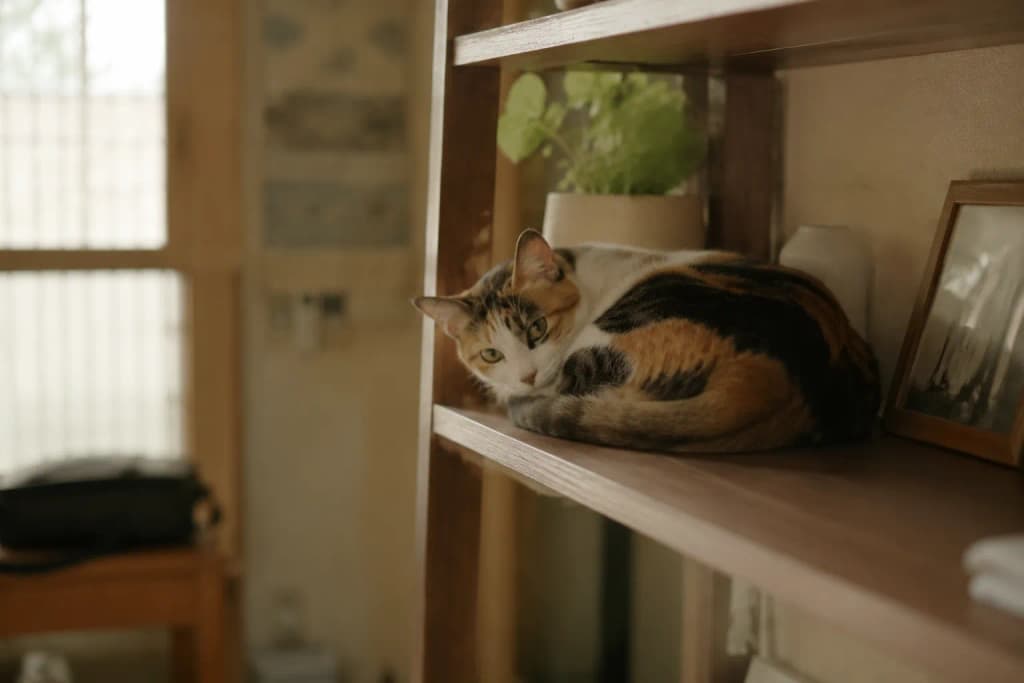 A Calico cat with a tri-color patchwork face curled calmly on a home shelf