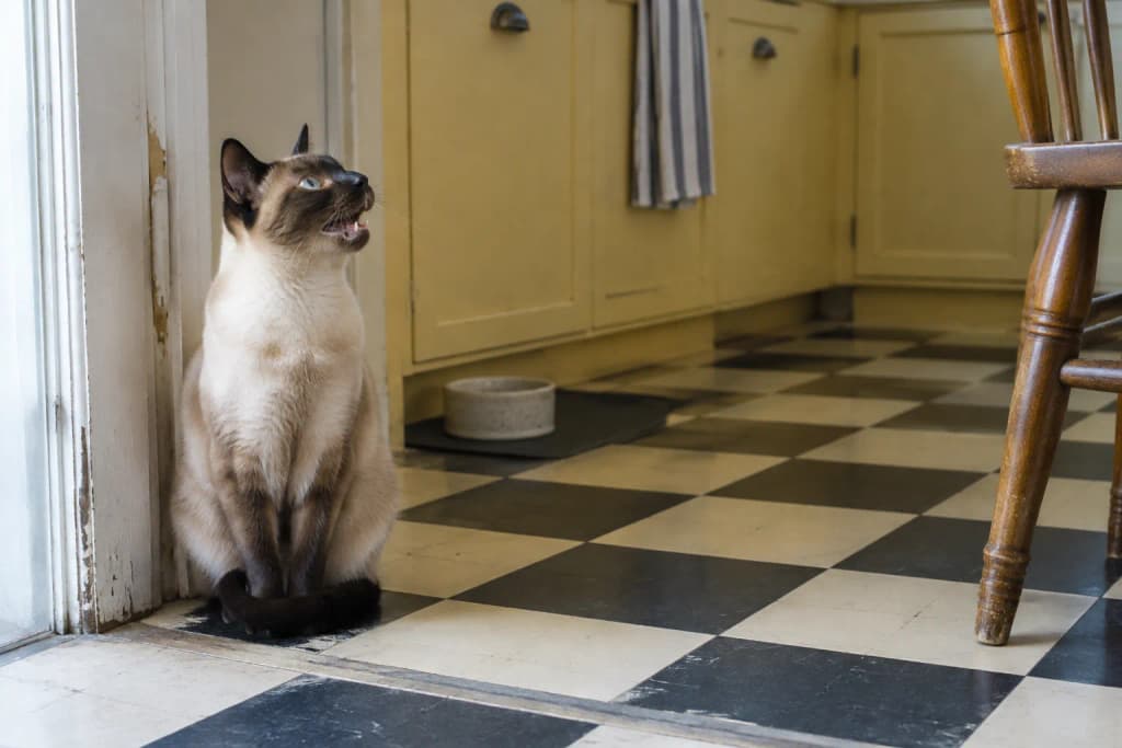 A seal point Siamese cat sits in a kitchen doorway on checkerboard linoleum, mouth open mid-meow, looking up.