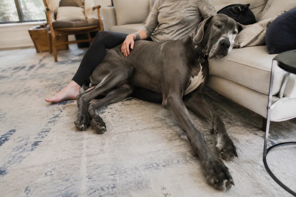 A large Great Dane lying across a living room rug beside its seated owner, dwarfing a nearby couch cushion — another moment