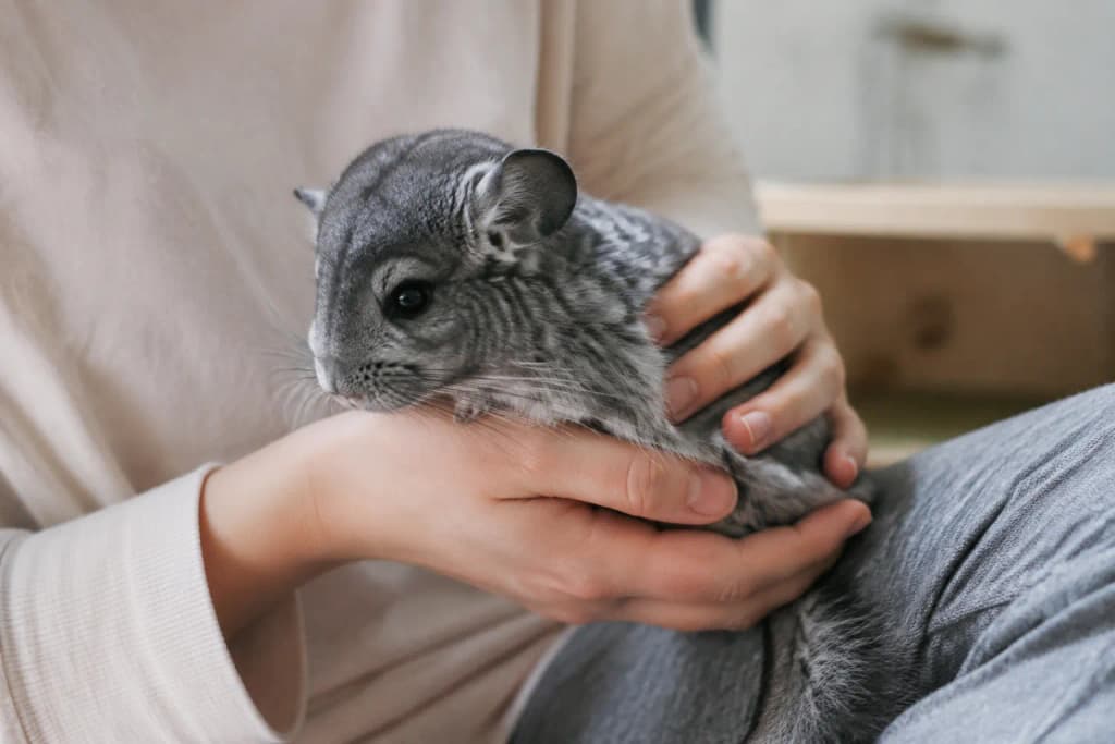 A person gently cupping a plush grey Chinchilla in their hands while checking its soft coat with care — another moment