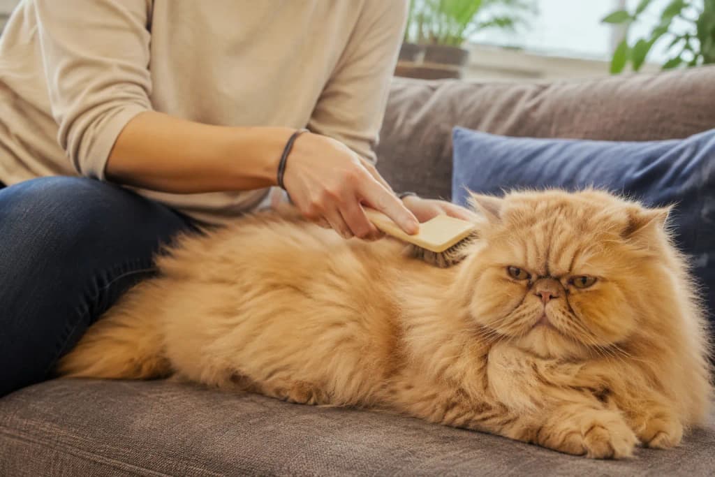 A busy owner gently brushing the flowing coat of a senior Persian cat on the couch