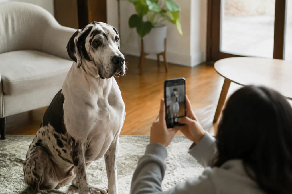 An owner photographing their patient Great Dane sitting beside them indoors