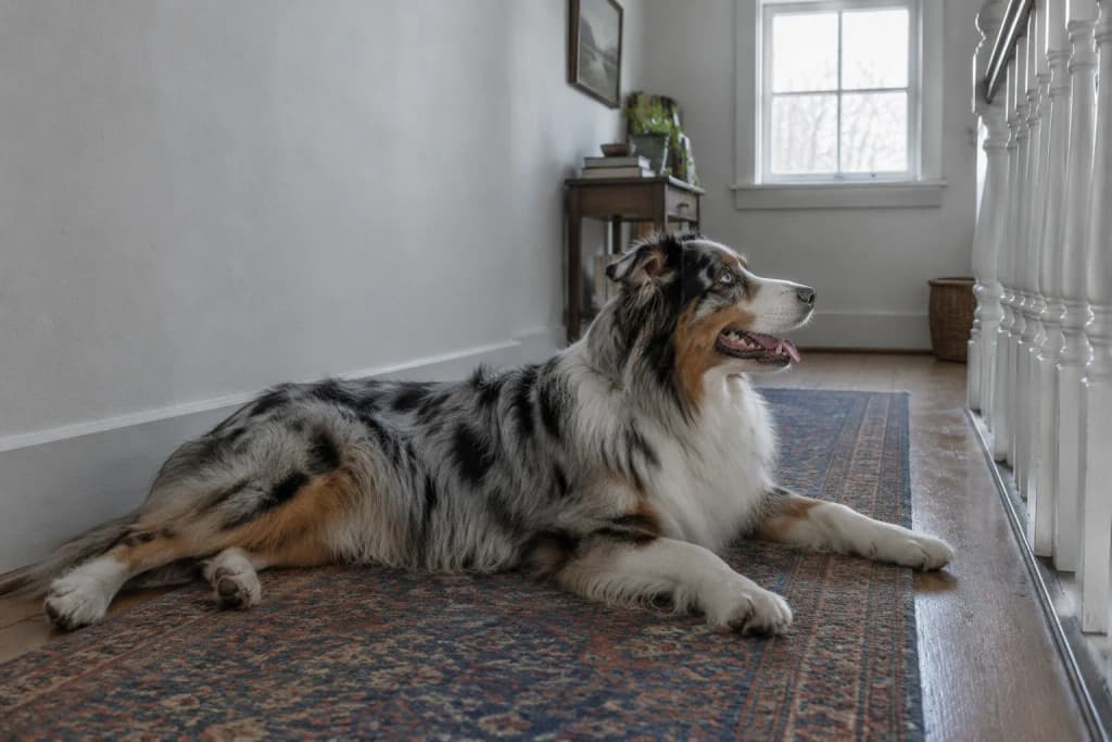 Blue merle Australian Shepherd lying on a faded wool runner on a wide-plank upstairs landing, head raised and panting