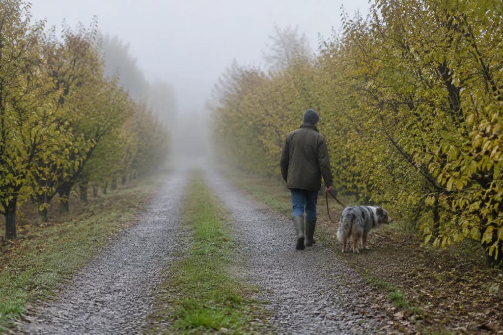 Person in a canvas jacket walking a blue merle Australian Shepherd down a foggy gravel lane between hazelnut trees