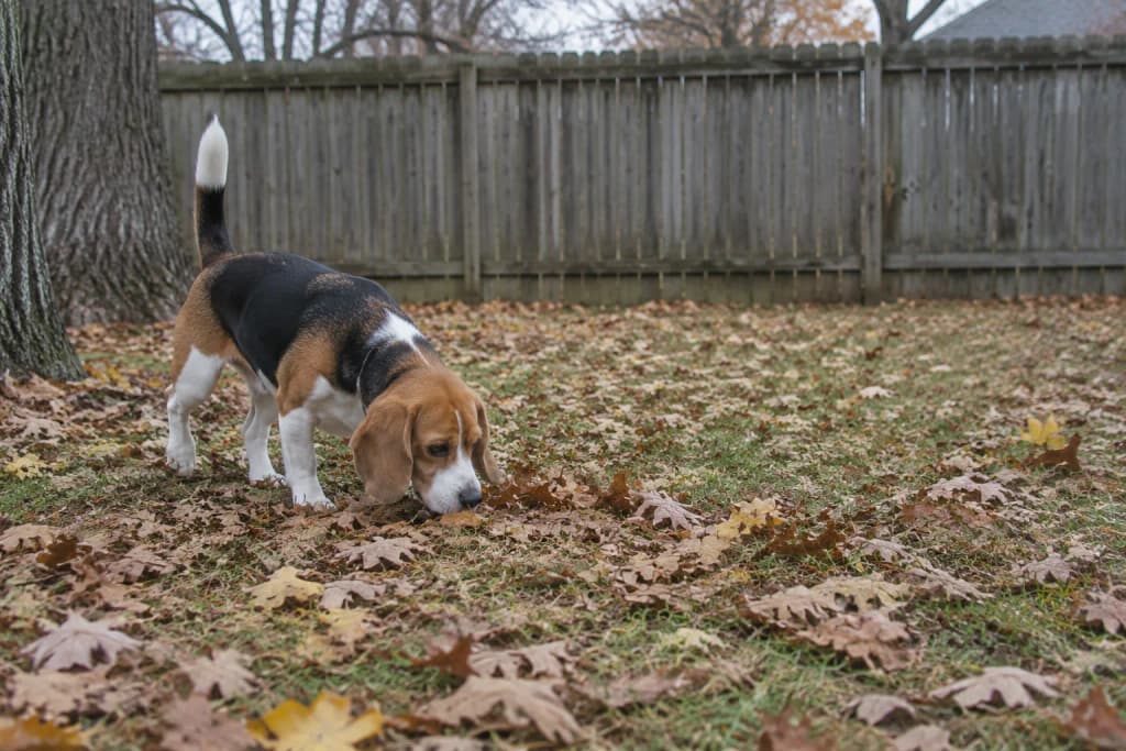 A tricolor Beagle with its nose down in fallen oak leaves on a backyard lawn, tail up, on an overcast afternoon