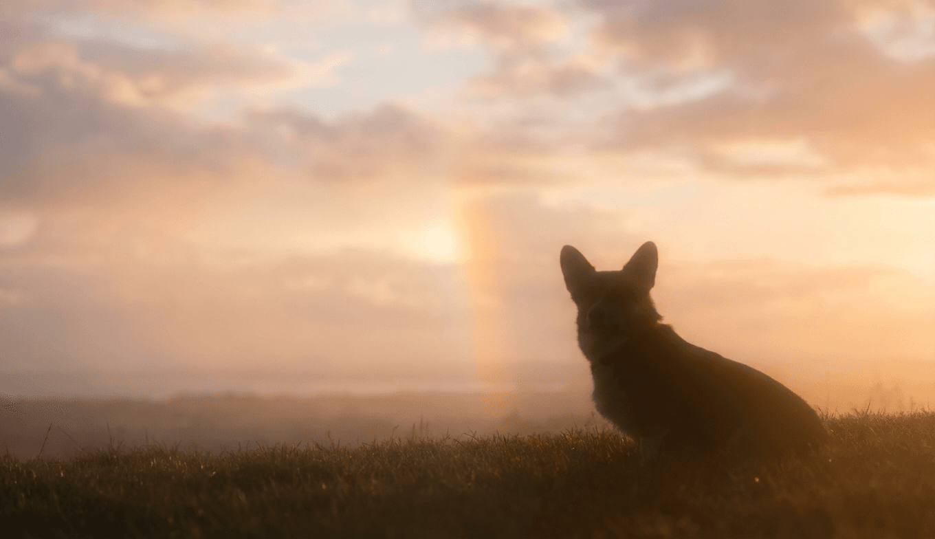 Finding Peace: The Rainbow Bridge and Sudden Loss of a Young Corgi