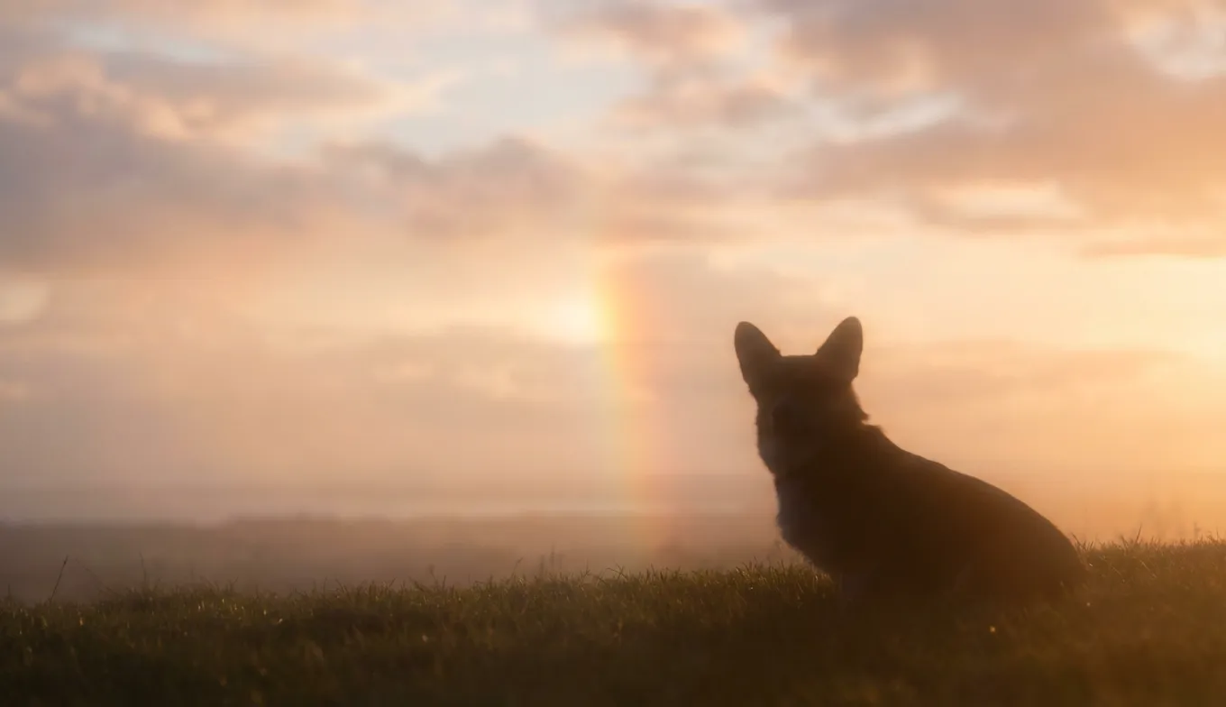 Finding Peace: The Rainbow Bridge and Sudden Loss of a Young Corgi
